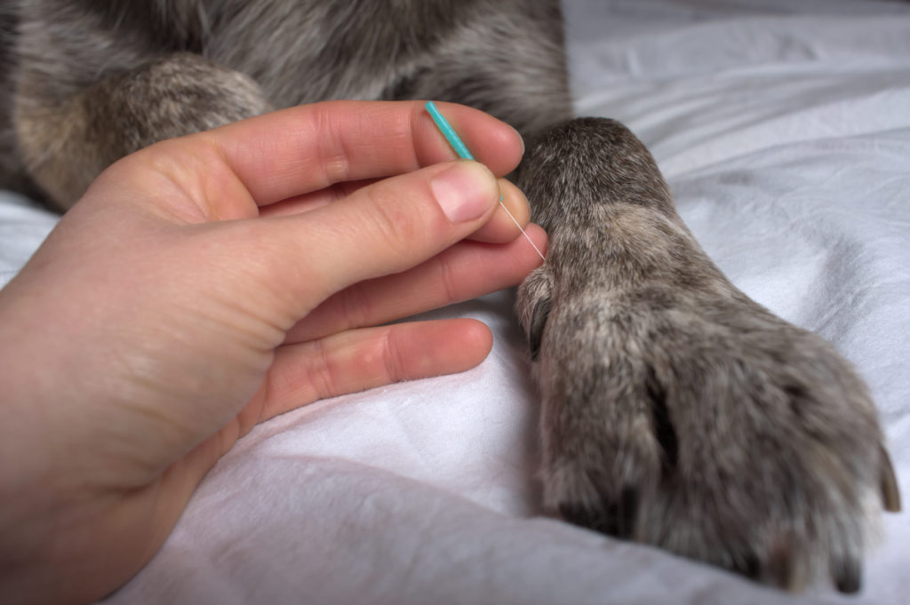 a pet getting animal acupuncture from a veterinarian