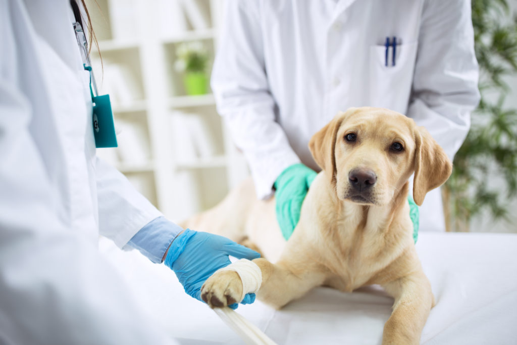 A dog getting treated at a veterinary emergency clinic