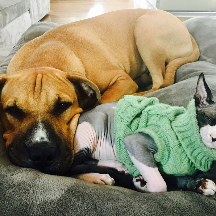 pet-dog-and-cat-sleep-relax-kube-brain