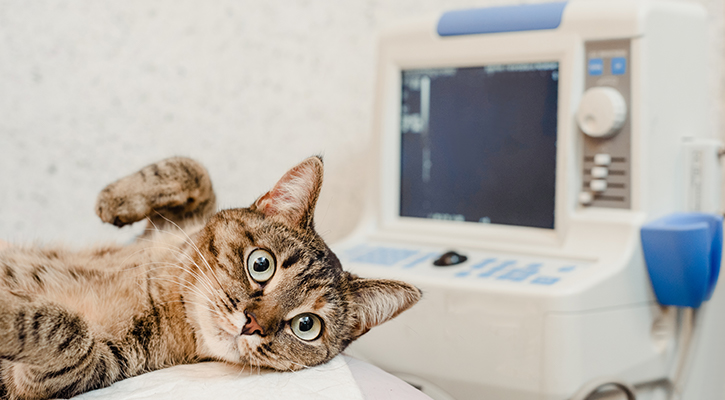 A cat getting an ultrasound to receive a diagnostic