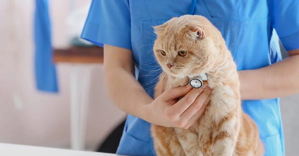 how-often-do-you-take-a-cat-to-the-vet-1 Walk-In