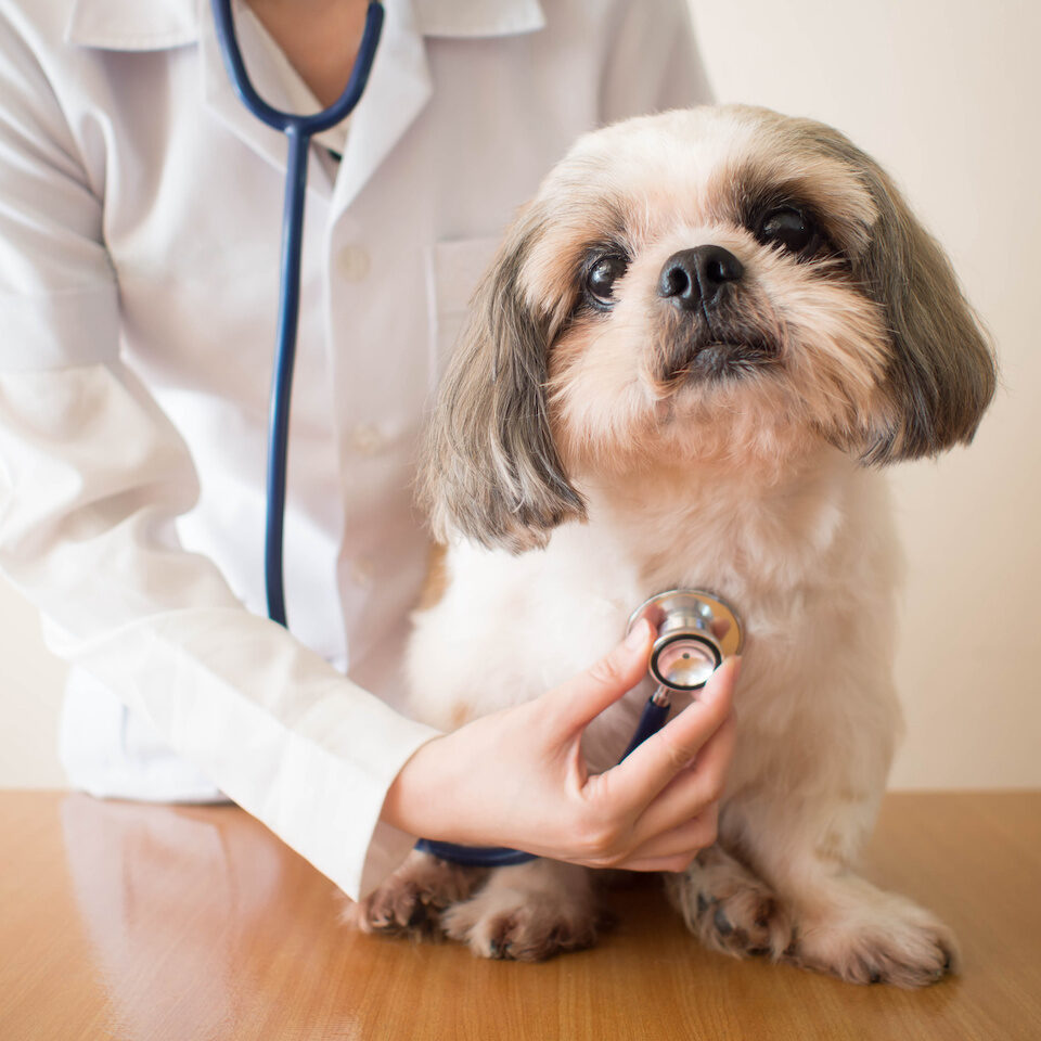 Young female veterinarian doctor examining Shih tzu dog with stethoscope on the table in veterinary clinic. Pet health care and medical concept. Close up.